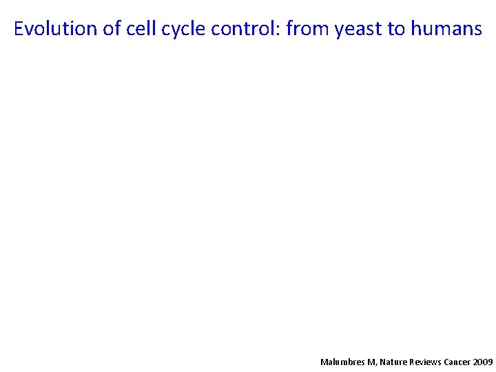 Evolution of cell cycle control: from yeast to humans Malumbres M, Nature Reviews Cancer