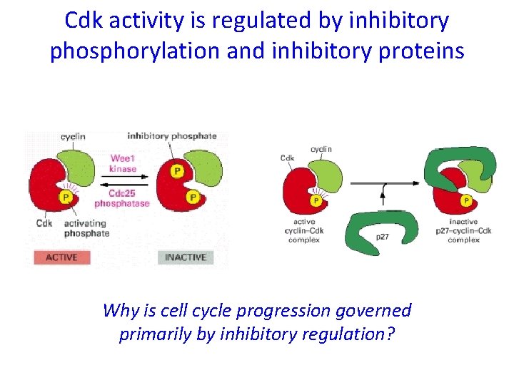 Cdk activity is regulated by inhibitory phosphorylation and inhibitory proteins Why is cell cycle