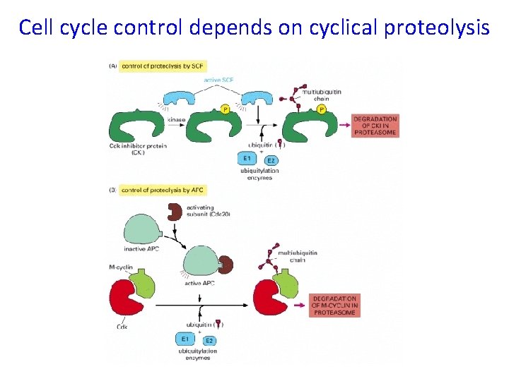 Cell cycle control depends on cyclical proteolysis 