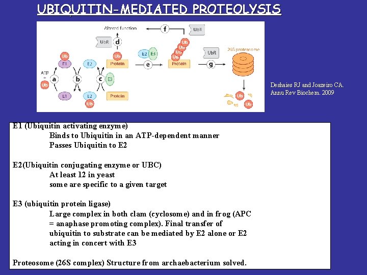 UBIQUITIN-MEDIATED PROTEOLYSIS Deshaies RJ and Joazeiro CA. Annu Rev Biochem. 2009 E 1 (Ubiquitin