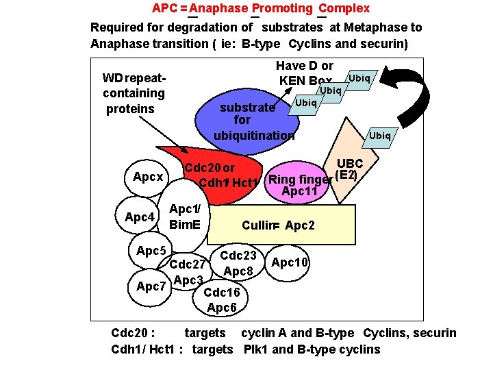 APC = Anaphase Promoting Complex Required for degradation of substrates at Metaphase to Anaphase