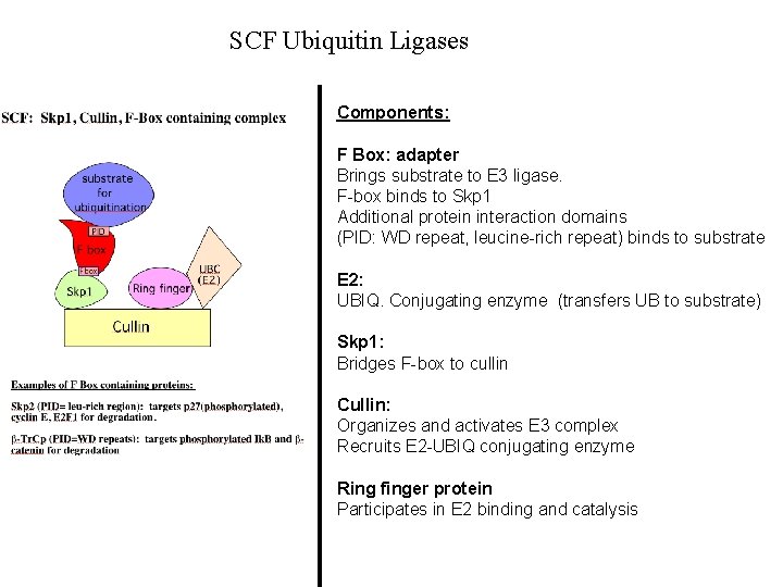 SCF Ubiquitin Ligases Components: F Box: adapter Brings substrate to E 3 ligase. F-box