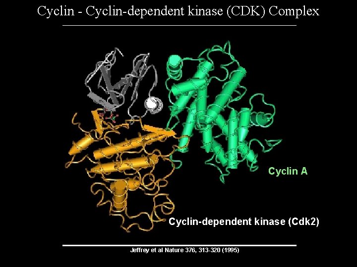 Cyclin - Cyclin-dependent kinase (CDK) Complex Cyclin A Cyclin-dependent kinase (Cdk 2) Jeffrey et