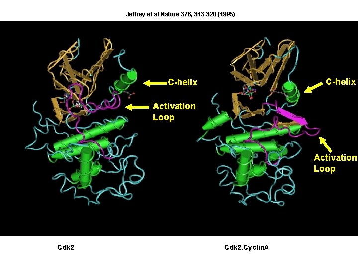 Jeffrey et al Nature 376, 313 -320 (1995) C-helix Activation Loop Cdk 2. Cyclin.