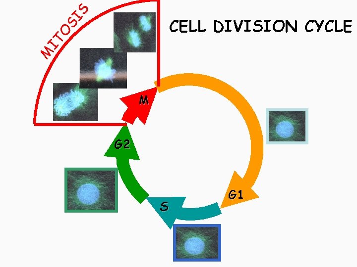 SI S M IT O CELL DIVISION CYCLE M G 2 S G 1