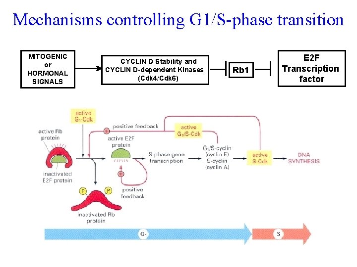 Mechanisms controlling G 1/S-phase transition MITOGENIC or HORMONAL SIGNALS CYCLIN D Stability and CYCLIN
