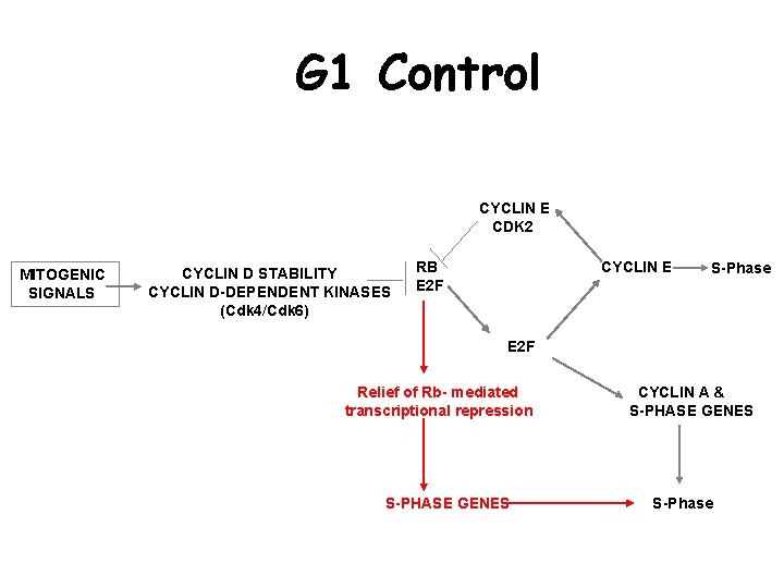 G 1 Control CYCLIN E CDK 2 MITOGENIC SIGNALS CYCLIN D STABILITY CYCLIN D-DEPENDENT
