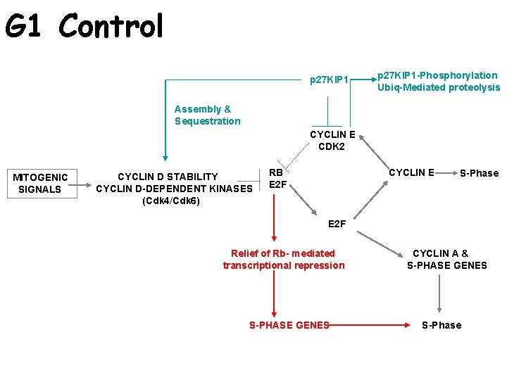 G 1 Control p 27 KIP 1 -Phosphorylation Ubiq-Mediated proteolysis Assembly & Sequestration CYCLIN