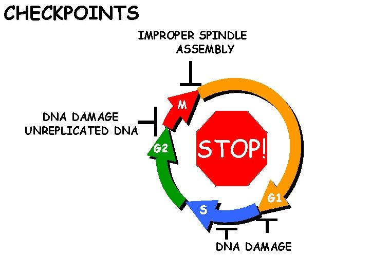 CHECKPOINTS IMPROPER SPINDLE ASSEMBLY M DNA DAMAGE UNREPLICATED DNA G 2 STOP! S G