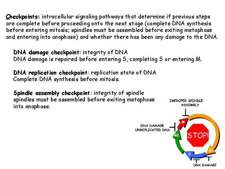 Checkpoints: intracellular signaling pathways that determine if previous steps are complete before proceeding onto