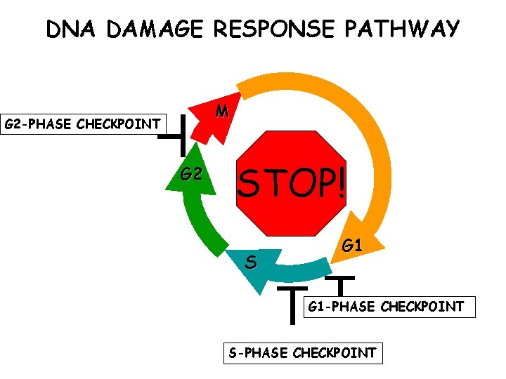 DNA DAMAGE RESPONSE PATHWAY M G 2 -PHASE CHECKPOINT G 2 STOP! S G