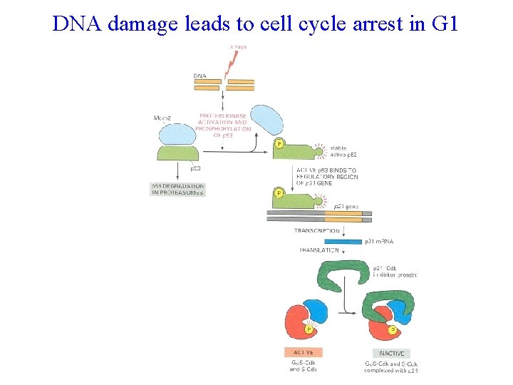 DNA damage leads to cell cycle arrest in G 1 