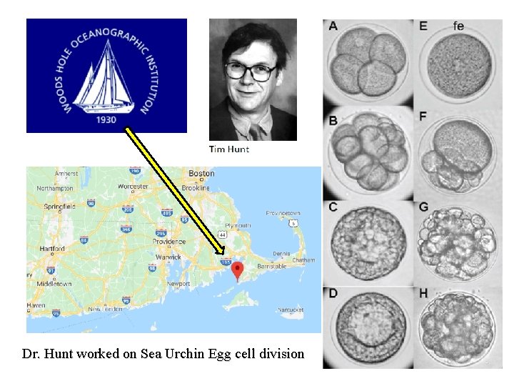 Dr. Hunt worked on Sea Urchin Egg cell division 