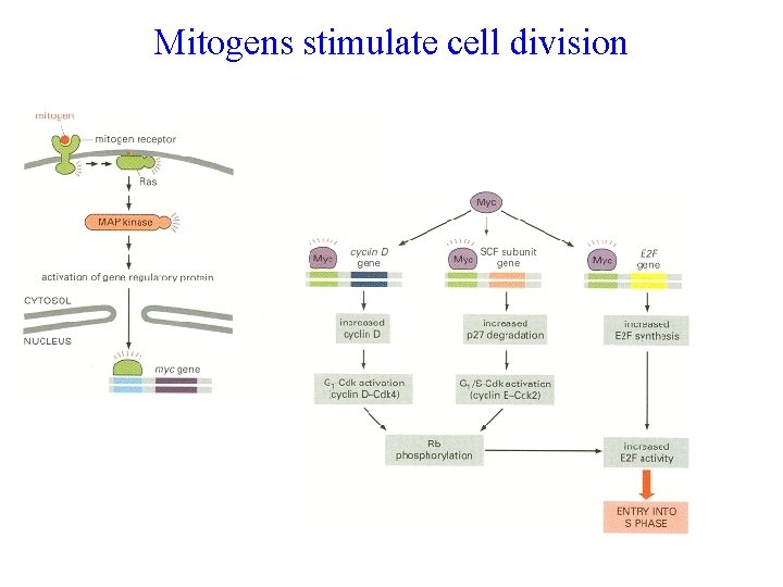 Mitogens stimulate cell division 