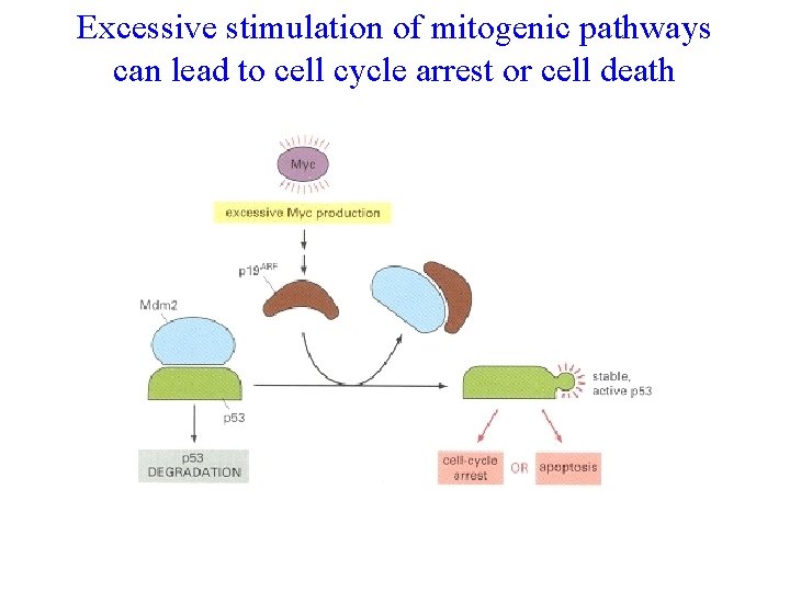 Excessive stimulation of mitogenic pathways can lead to cell cycle arrest or cell death