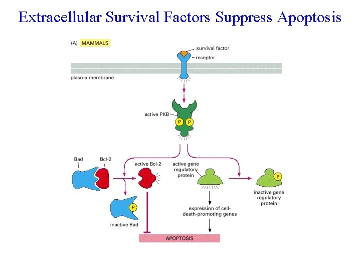 Extracellular Survival Factors Suppress Apoptosis 