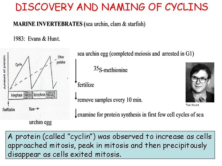 DISCOVERY AND NAMING OF CYCLINS A protein (called “cyclin”) was observed to increase as