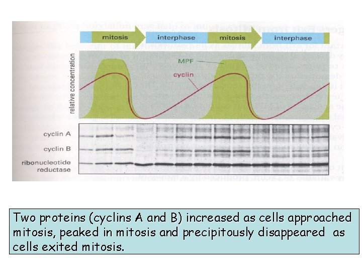 Two proteins (cyclins A and B) increased as cells approached mitosis, peaked in mitosis