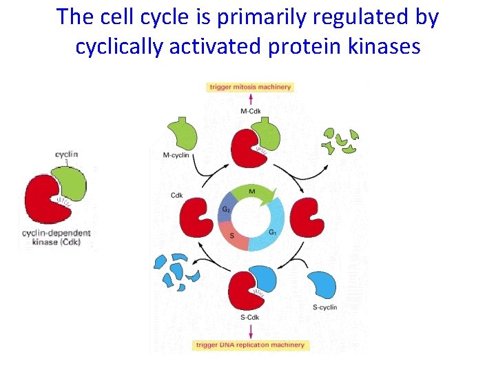 The cell cycle is primarily regulated by cyclically activated protein kinases 