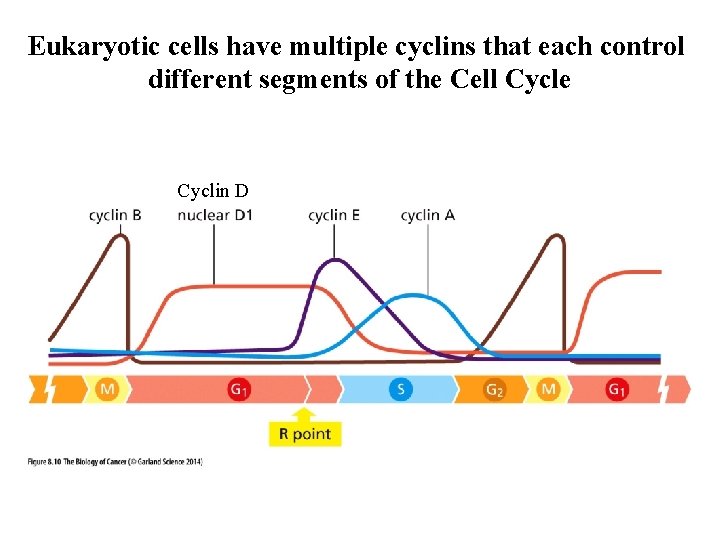 Eukaryotic cells have multiple cyclins that each control different segments of the Cell Cycle