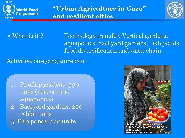 “Urban Agriculture in Gaza” and resilient cities § What is it ? Technology transfer: