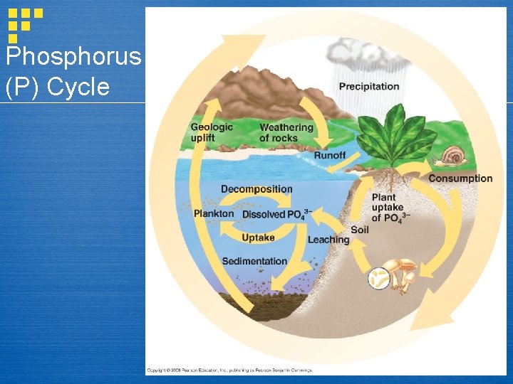 Phosphorus (P) Cycle 