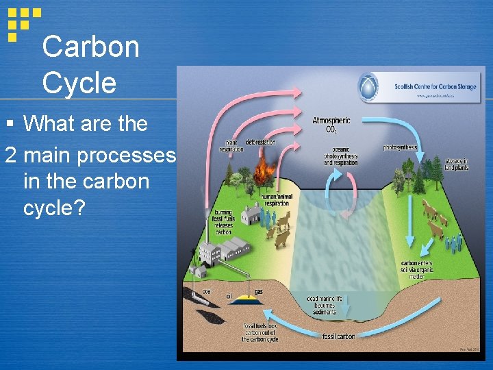 Carbon Cycle § What are the 2 main processes in the carbon cycle? 