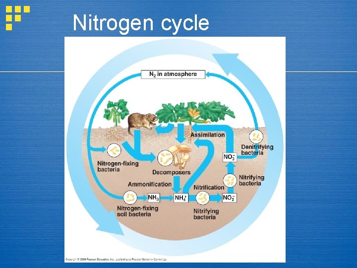 Nitrogen cycle 