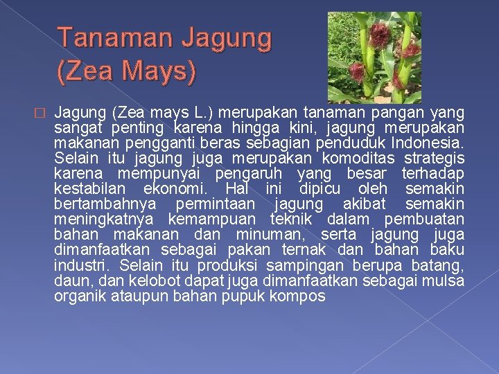 Tanaman Jagung (Zea Mays) � Jagung (Zea mays L. ) merupakan tanaman pangan yang