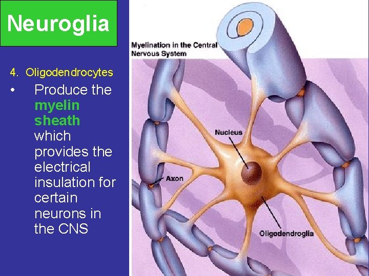 Neuroglia 4. Oligodendrocytes • Produce the myelin sheath which provides the electrical insulation for