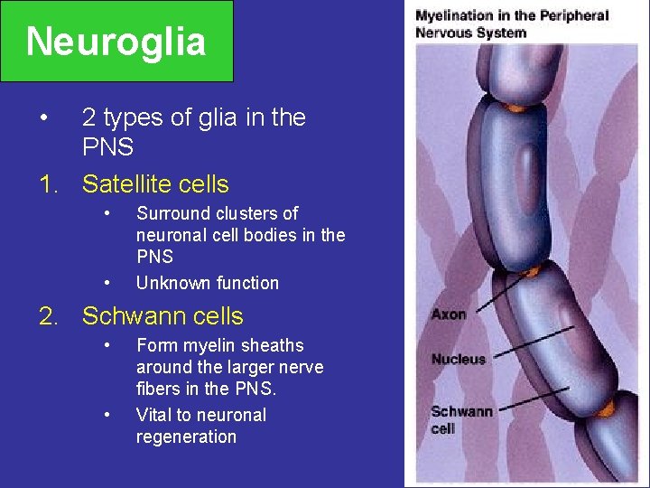 Neuroglia • 2 types of glia in the PNS 1. Satellite cells • •