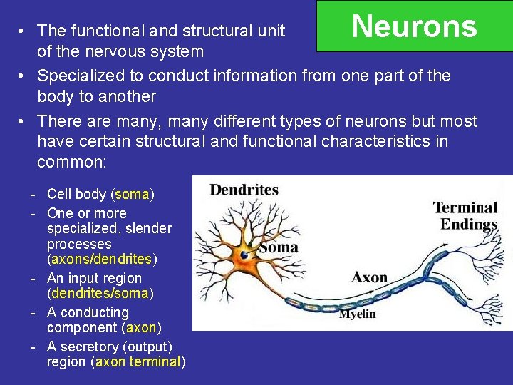 Neurons • The functional and structural unit of the nervous system • Specialized to