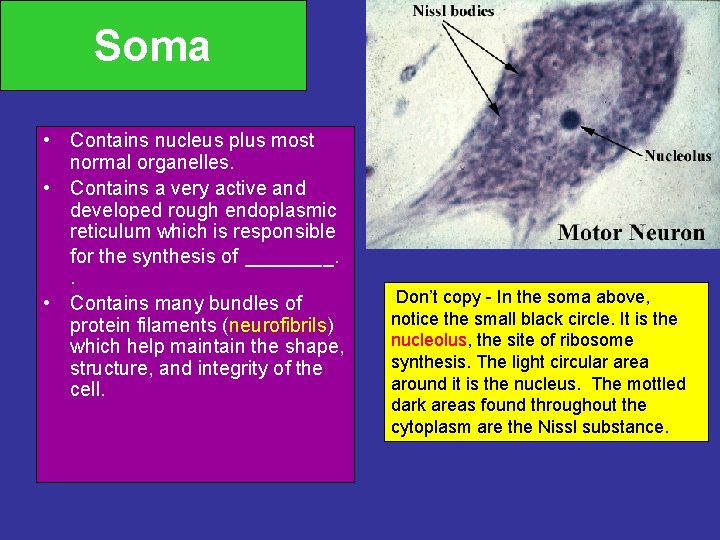 Soma • Contains nucleus plus most normal organelles. • Contains a very active and