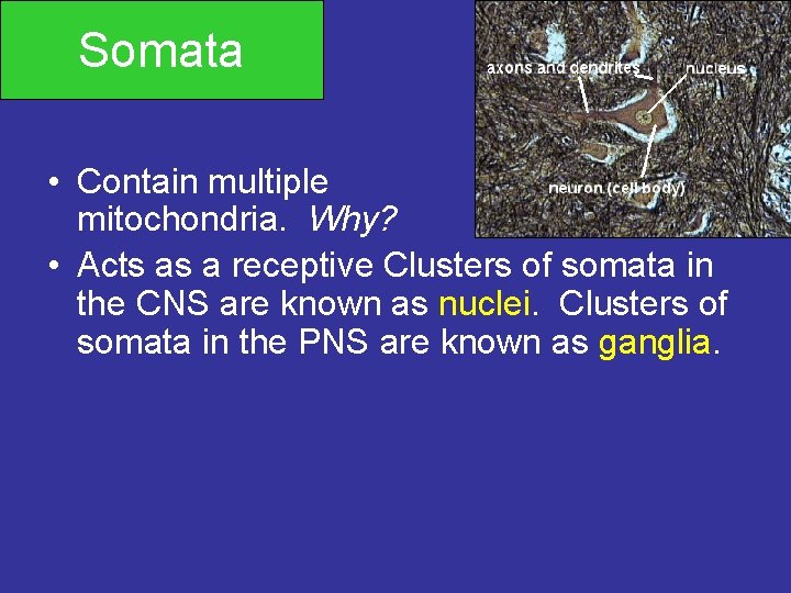 Somata • Contain multiple mitochondria. Why? • Acts as a receptive Clusters of somata
