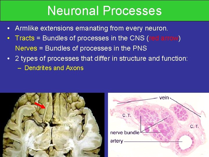 Neuronal Processes • Armlike extensions emanating from every neuron. • Tracts = Bundles of