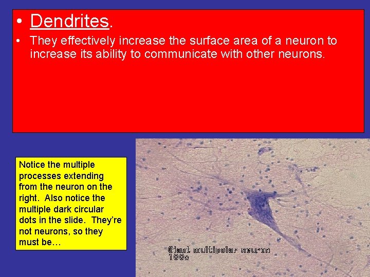  • Dendrites. • They effectively increase the surface area of a neuron to