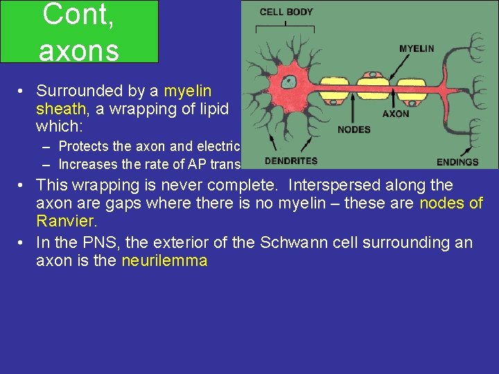 Cont, axons • Surrounded by a myelin sheath, a wrapping of lipid which: –