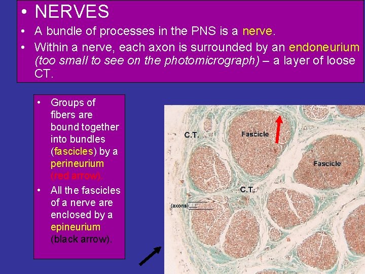  • NERVES • A bundle of processes in the PNS is a nerve.
