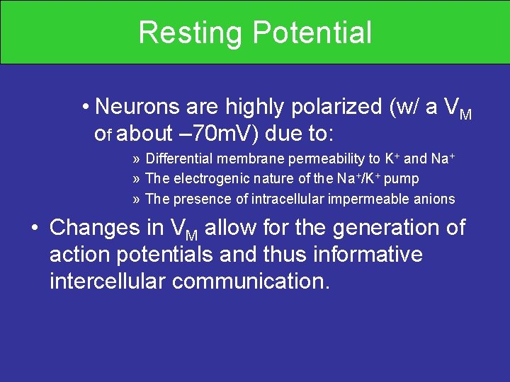 Resting Potential • Neurons are highly polarized (w/ a VM of about – 70