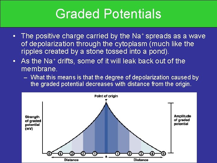 Graded Potentials • The positive charge carried by the Na+ spreads as a wave