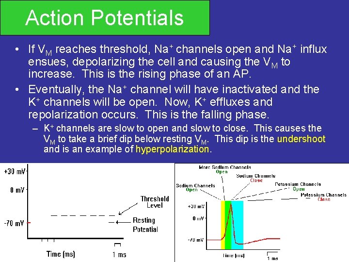 Action Potentials • If VM reaches threshold, Na+ channels open and Na+ influx ensues,