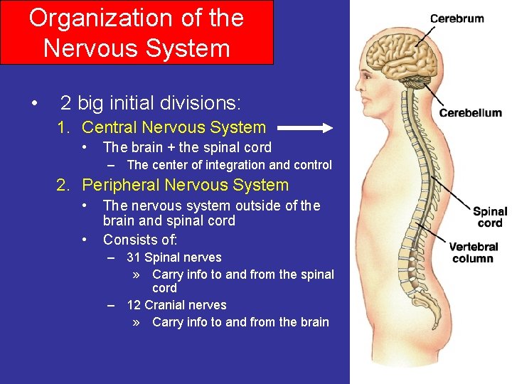 Organization of the Nervous System • 2 big initial divisions: 1. Central Nervous System