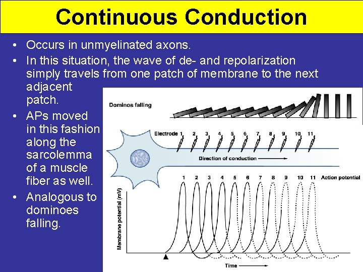 Continuous Conduction • Occurs in unmyelinated axons. • In this situation, the wave of