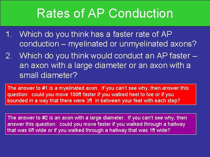 Rates of AP Conduction 1. Which do you think has a faster rate of