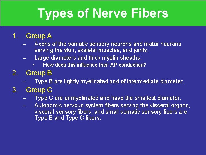 Types of Nerve Fibers 1. Group A – – Axons of the somatic sensory
