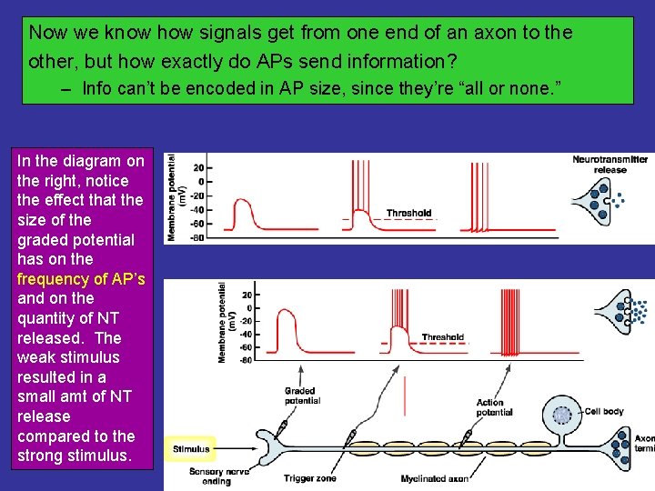 Now we know how signals get from one end of an axon to the