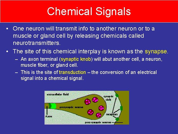 Chemical Signals • One neuron will transmit info to another neuron or to a