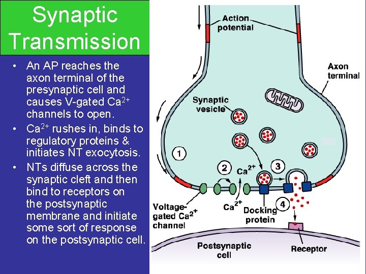 Synaptic Transmission • An AP reaches the axon terminal of the presynaptic cell and