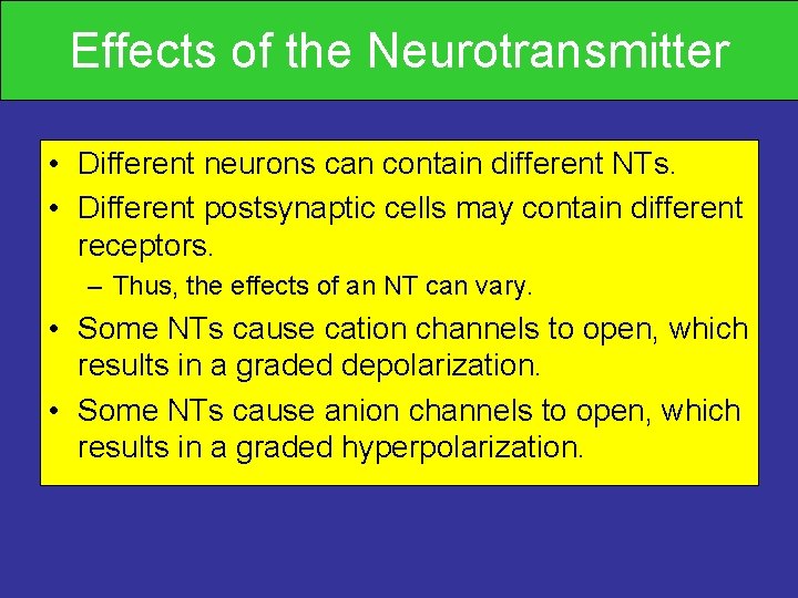 Effects of the Neurotransmitter • Different neurons can contain different NTs. • Different postsynaptic