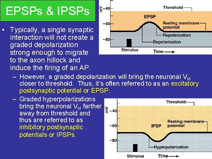 EPSPs & IPSPs • Typically, a single synaptic interaction will not create a graded